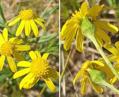 Senecio madagascariensis
