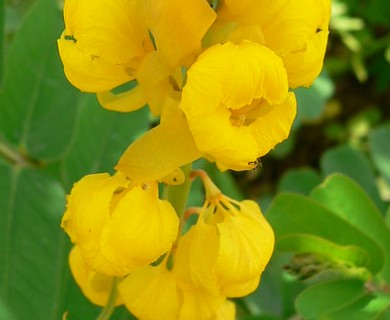 Senna alata