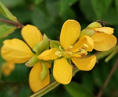 Senna occidentalis