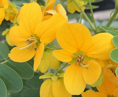 Senna surattensis