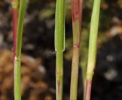 Setaria parviflora