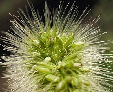 Setaria verticillata