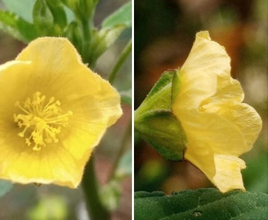 Sida acuta