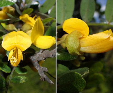 Sophora chrysophylla