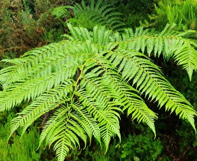 Sphaeropteris cooperi