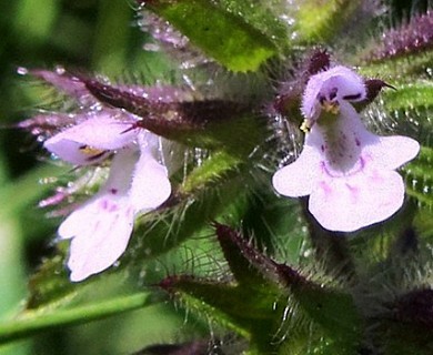 Stachys arvensis