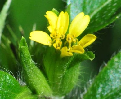 Synedrella nodiflora