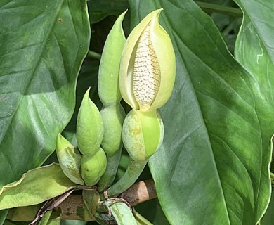 Syngonium podophyllum