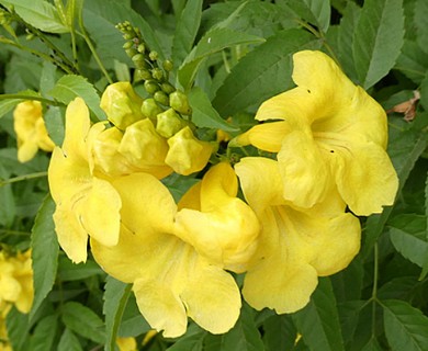 Tecoma stans