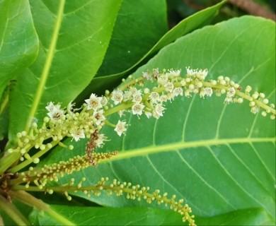 Terminalia catappa