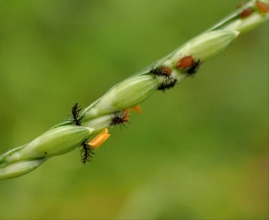 Urochloa distachyos