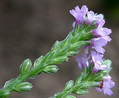 Verbena litoralis