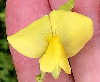 Vigna luteola