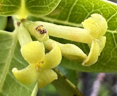 Wikstroemia oahuensis