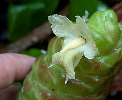 Zingiber zerumbet