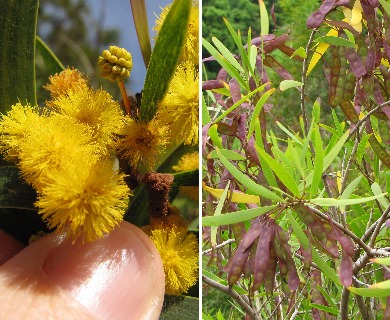 Acacia confusa