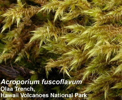 Acroporium fuscoflavum