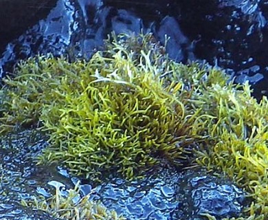 Ahnfeltiopsis flabelliformis