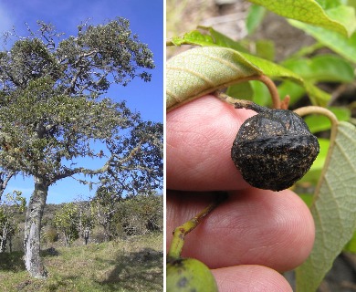 Alphitonia ponderosa