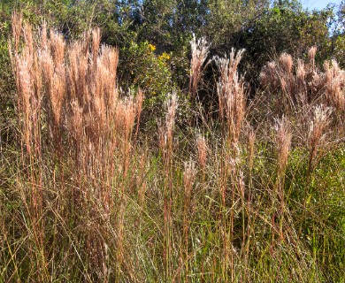 Anatherum bicorne