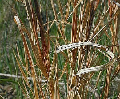 Anatherum virginicum