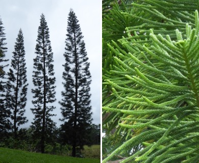 Araucaria columnaris