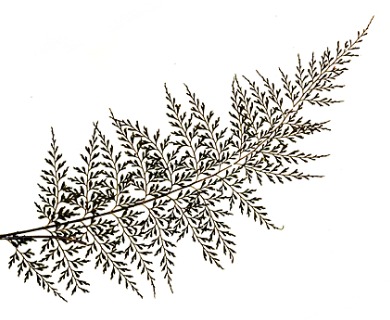 Asplenium schizophyllum