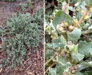 Atriplex muelleri