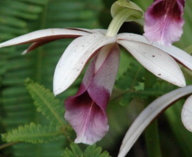 Calanthe tankervilleae