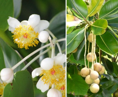 Calophyllum inophyllum