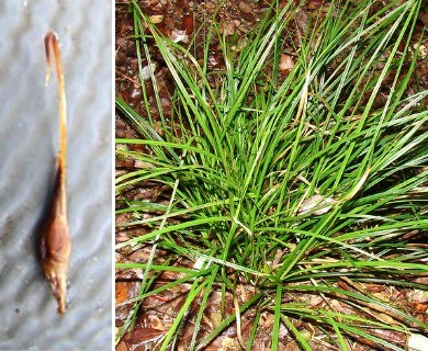 Carex uncinata