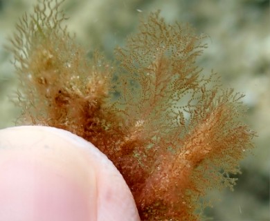 Ceramothamnion dumosertum