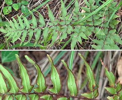 Cheilanthes viridis