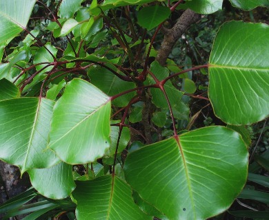 Cheirodendron platyphyllum