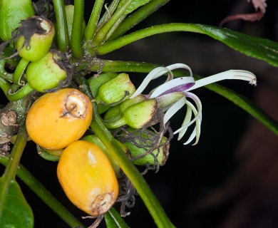 Clermontia parviflora
