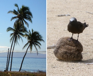 Cocos nucifera