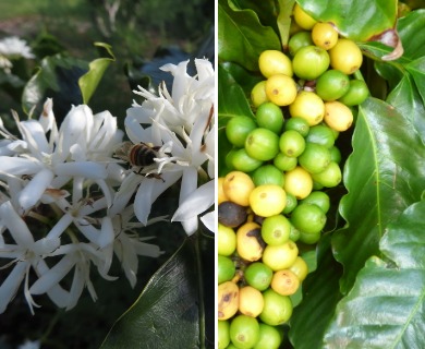 Coffea arabica