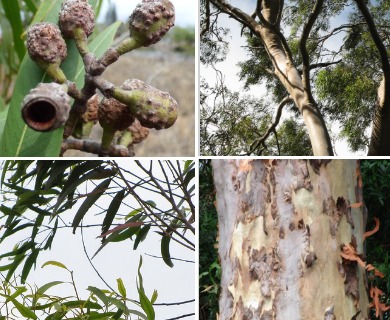 Corymbia citriodora