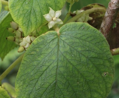 Cyrtandra cordifolia