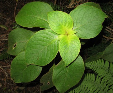 Cyrtandra kauaiensis