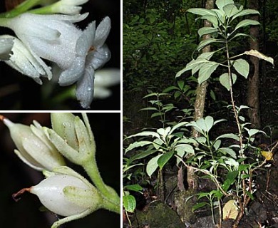 Cyrtandra laxiflora