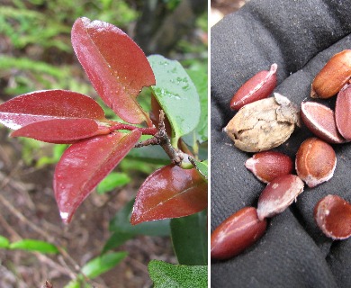 Diospyros sandwicensis