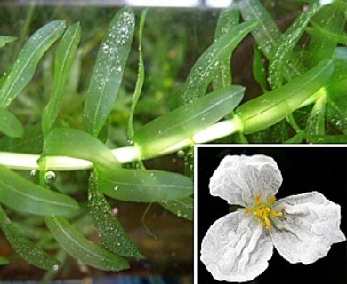 Elodea densa