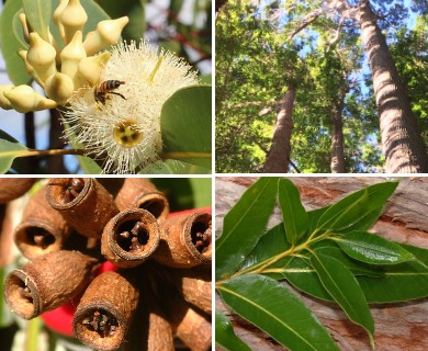 Eucalyptus robusta