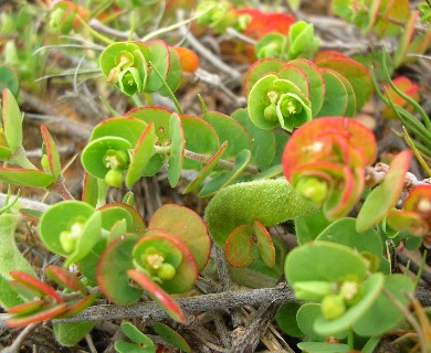 Euphorbia degeneri