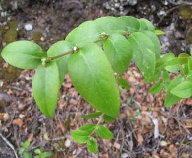 Euphorbia multiformis
