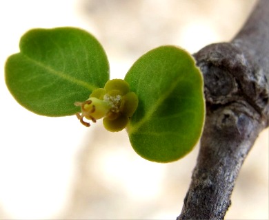 Euphorbia skottsbergii