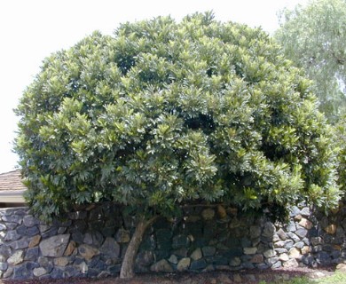 Filicium decipiens