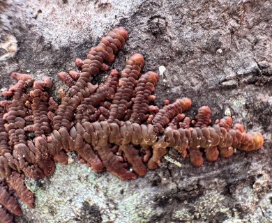 Frullania hypoleuca