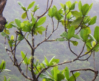 Gardenia mannii